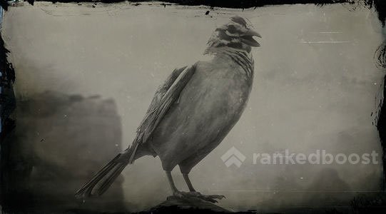 Red Dead Redemption 2 Sparrow